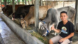 MURAH MERIAH‼SAPI EKONOMIS VARIAN BARU  Bukan Sapi Bali / Madura