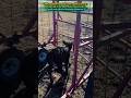Safe Field Medical Treatment For Calves Using Chutes