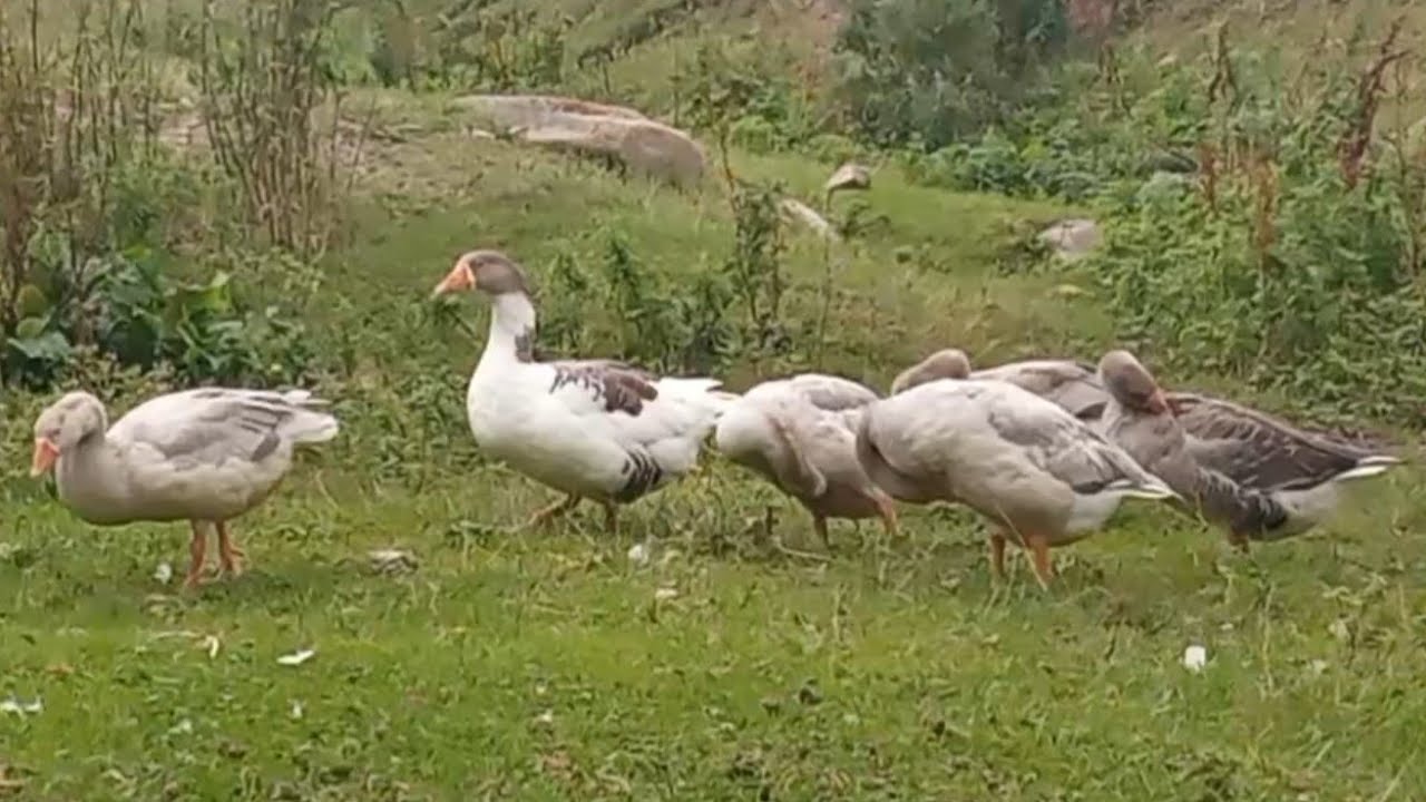 BIR ERKEK QAZA NE QEDER DISI LAZIMDIR ❓