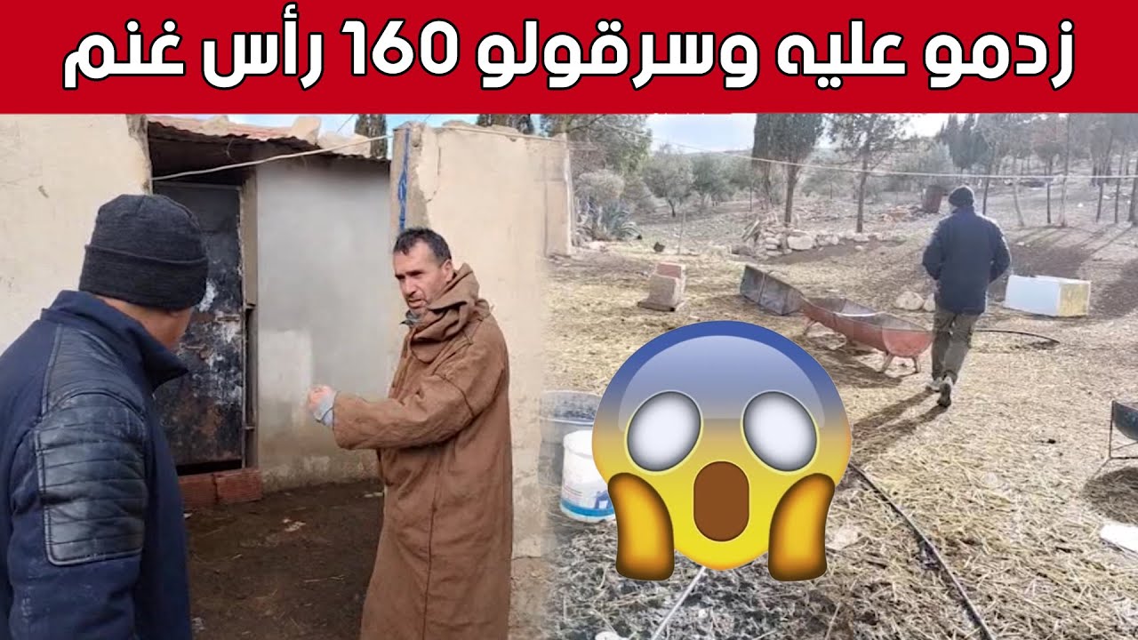 عصـ.ـابة تعتـ.ـدي على فلاح وتستولي على أزيد من 160 رأس غنم بـ #خنشلة.. شاهد: