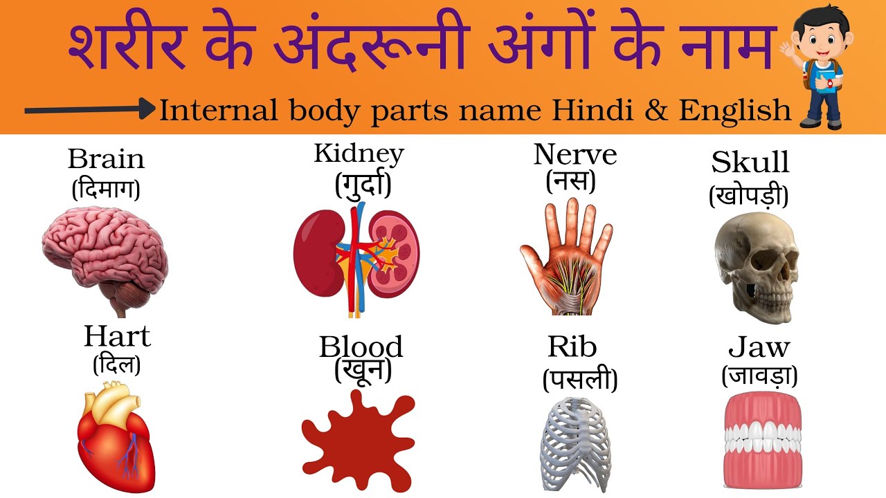 Internal Organs Of Human Body Parts Name Body Parts Name In English internal-organs-of-human-body-parts-name-body-parts-name-in-english