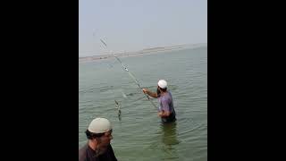 Big Rohufish fishing in single hook Amazing fishing in river