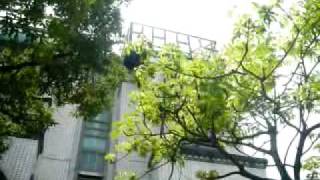 20100522 (1)內湖新家馬路.avi