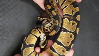 Celebrity Normal - male ball python Profile