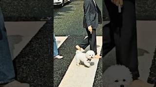 A Bichon walking 'that place' on Abbey Road