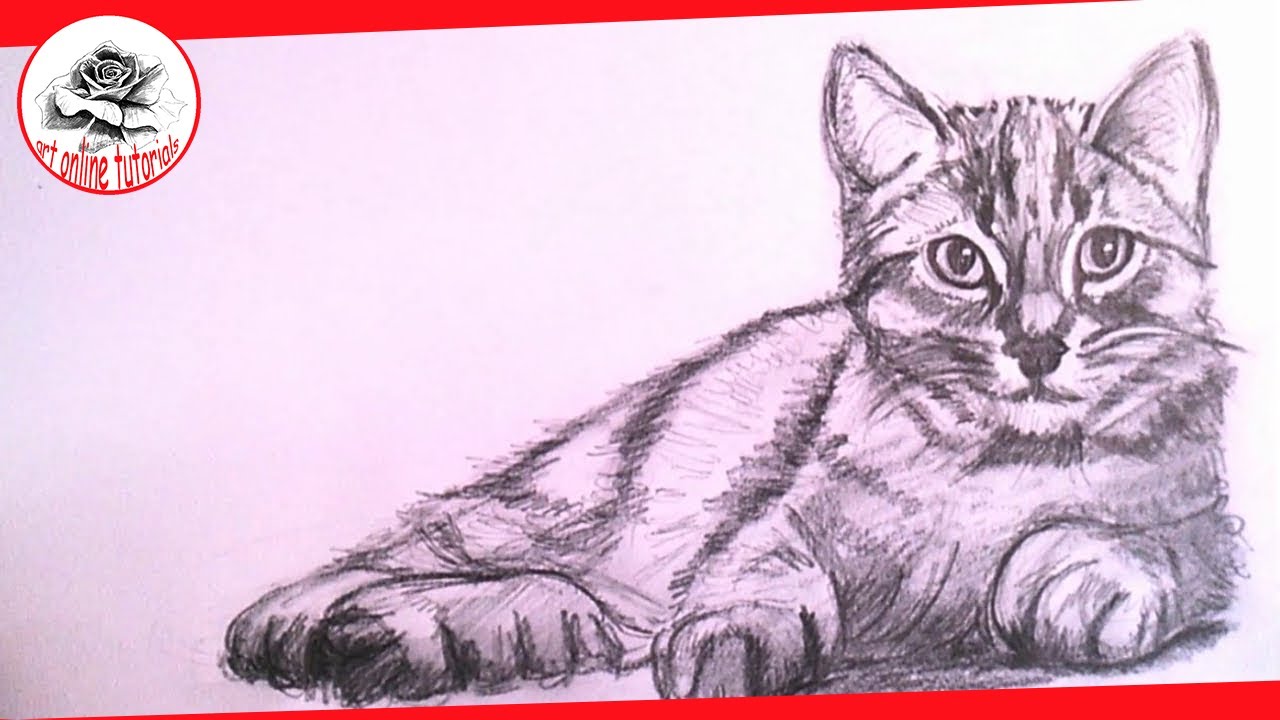 How To Draw a Realistic Cat with Pencil Step by Step : Drawing the Easy