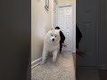 The One Problem With A Samoyed Dog Puppies Dogs Samoyed Doglover Dogshorts