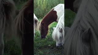 dron camera and horse eating #since #expaiment #camra