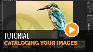 Cataloging your Files - Tutorial