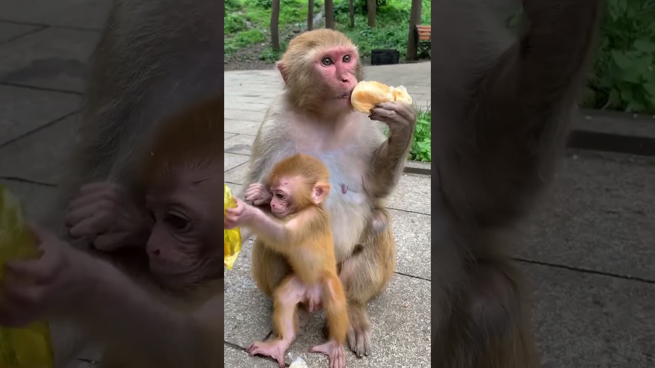 Baby Monkey lyly , Adorable Petty Monkeys, Funny monkey KaKo, Monkey BiBi, Primative monkey #29