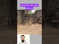خسر حياته بسبب غضبه حيوانات برية الحياة البرية الحيوانات المفترسة الحيوانات غرائب اسئلة ثقافية