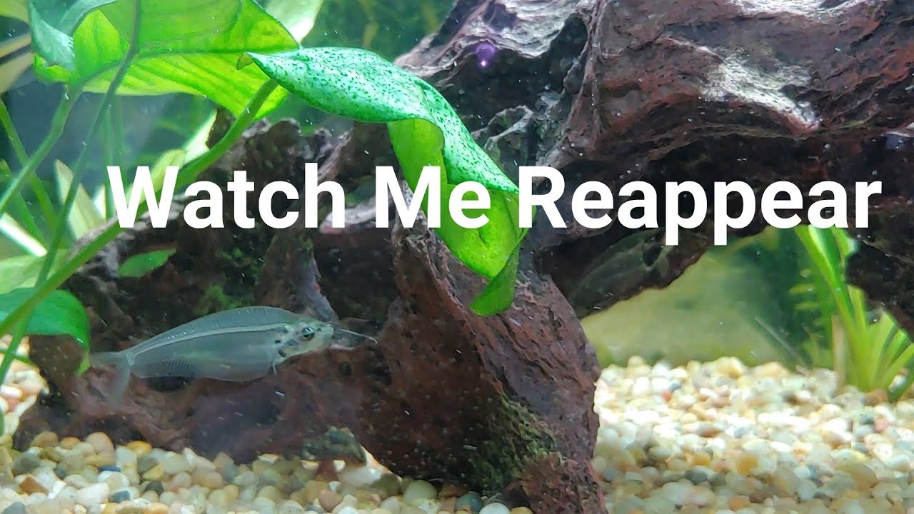 camera iphone 8 plus apk MY DISAPPEARING GHOST CATFISH