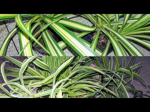 483🌿🥀How to identify Spider Plant and Pandanus, स्पाइडर प्लांट और पैन्डानस को कैसे पहचानें