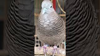 Download Lagu Perkutut Lokal Gacor Suara Super Besar Pancingan Burung Perkutut Agar Bunyi #shorts MP3