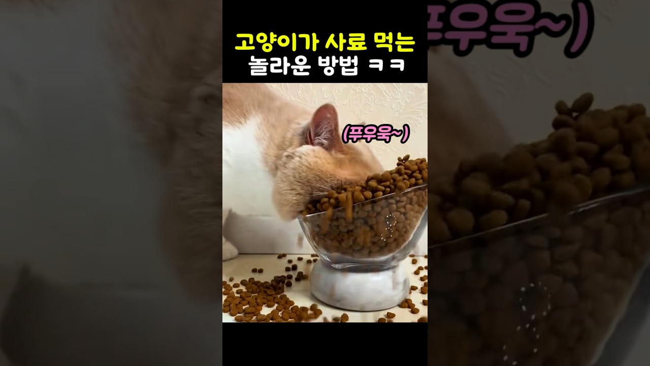 고양이가 사료 먹는 놀라운 방법 #냥이 #고양이일상 #고양이먹방 #고양이영상 #웃긴고양이 #귀여운고양이