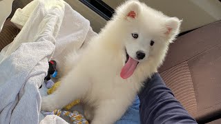 サモエド子犬お迎えしたら人生変わるほど可愛かった【1歳記念過去動画】