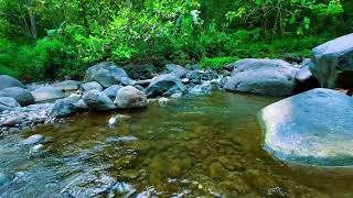 🌿 Gentle Stream Sounds for Relaxation, Sleep and Calm Night Mood 🌙