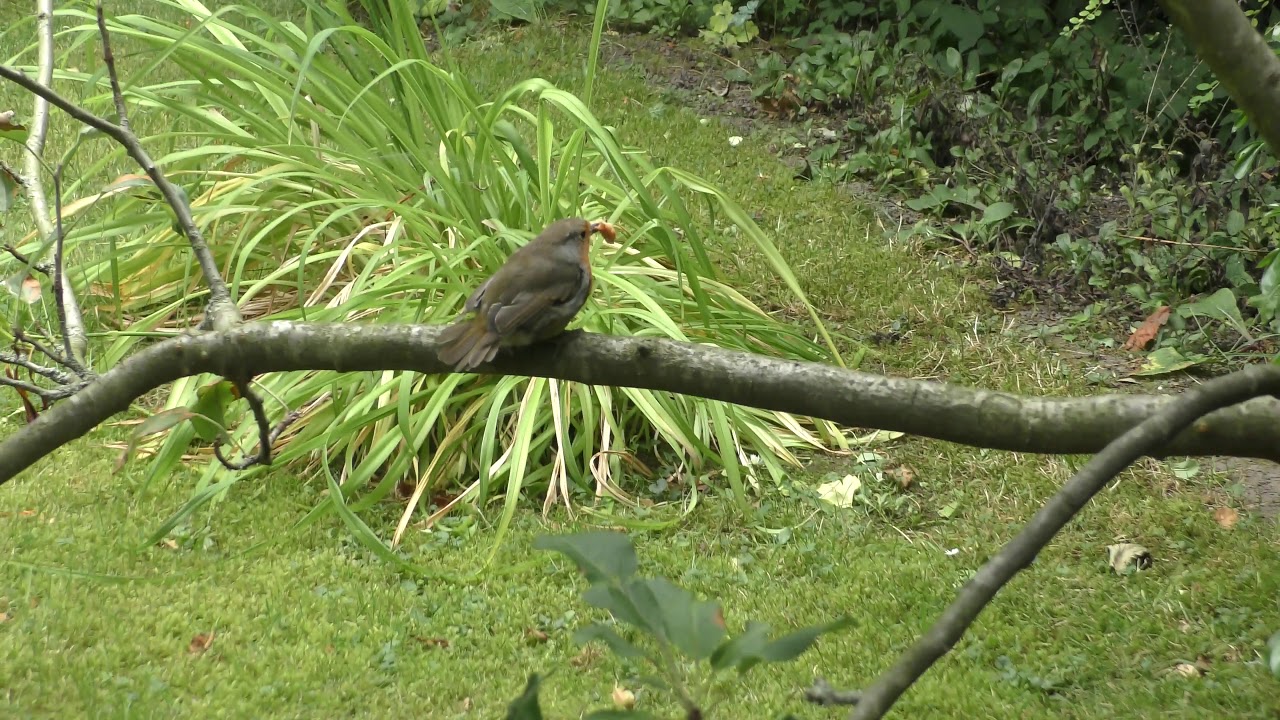 airshow schedule share Robin bird eats food off my table 26jul19 Cambridge UK 105p