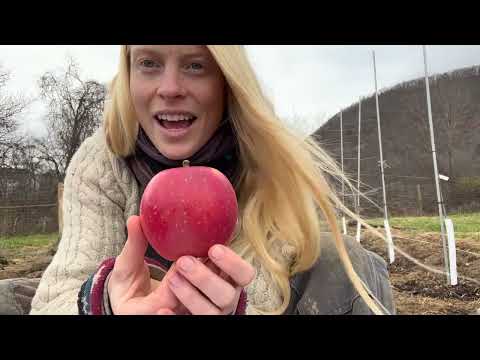 ვიდეო: რა არის საწარმო ვაშლი: რჩევები საწარმოს ვაშლის ხეების გასაზრდელად