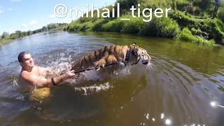 ТИГР vs ЖАРА☀️🐅 TIGER VS HEAT. ☀️Купание тигра. ТИГР vs ЖАРА☀️🐅 TIGER VS HEAT. ☀️Купание тигра.