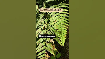Эволюция растений в ОГЭ и ЕГЭ по биологии