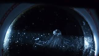 Cloud chamber Am-241 B
