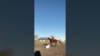 I tried bareback today!! First time ever bareback jumping!
