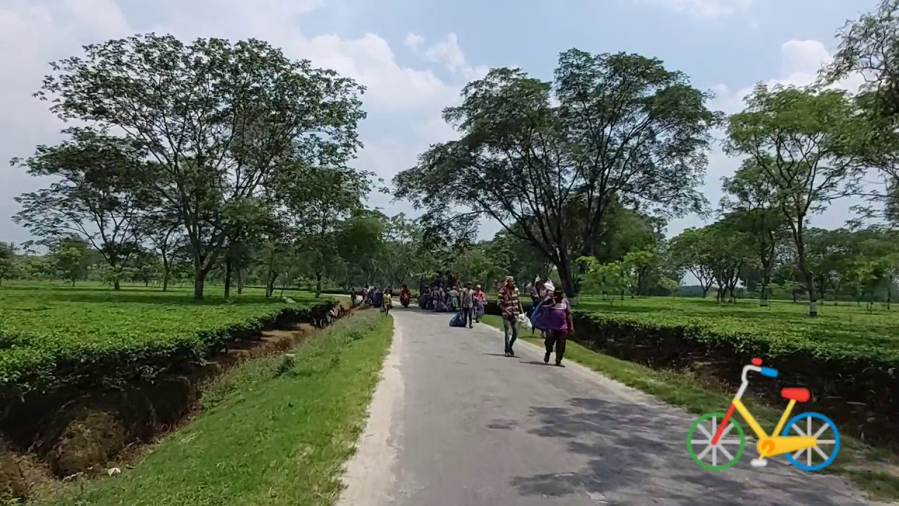 tea garden { west Bengal } YouTube