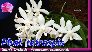 Phalaenopsis tetraspis mounted orchid reblooming 2021