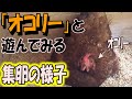 卵を抱くニワトリはなぜこんなにも可愛いのか。【放し飼い養鶏、集卵の様子】