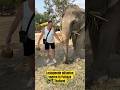 Loslopende #olifanten voeren in #Pattaya #Thailand