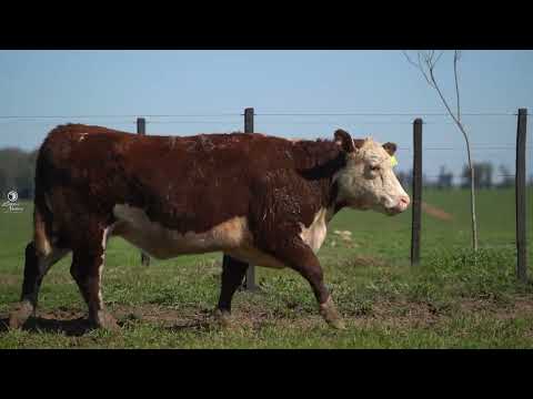 LOTE 4 NOVILHAS HEREFORD TAT   126