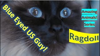 Ragdoll facts  | Amazing Animals | Pet Cats