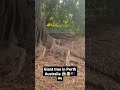 Giant tree in Perth Australia 🤯🇦🇺🇮🇳 #shorts #youtubeshorts #gianttree #vlog