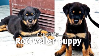 Rottweiler puppy for sale || Rottweiler facts in hindi