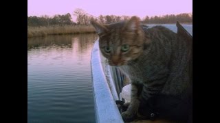 Cat & Dogs on a Boat Trip