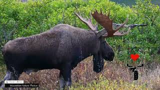 What the Heck is Moose Raking, Come See #nature #animals #wildlife