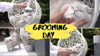 Grooming day for big British shorthair cats