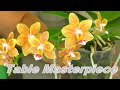 Орхидея Мастерпис / Table Masterpiece.  ПЕРЕСАДКА В ПЕРЛИТ после покупки, для адаптации корней.