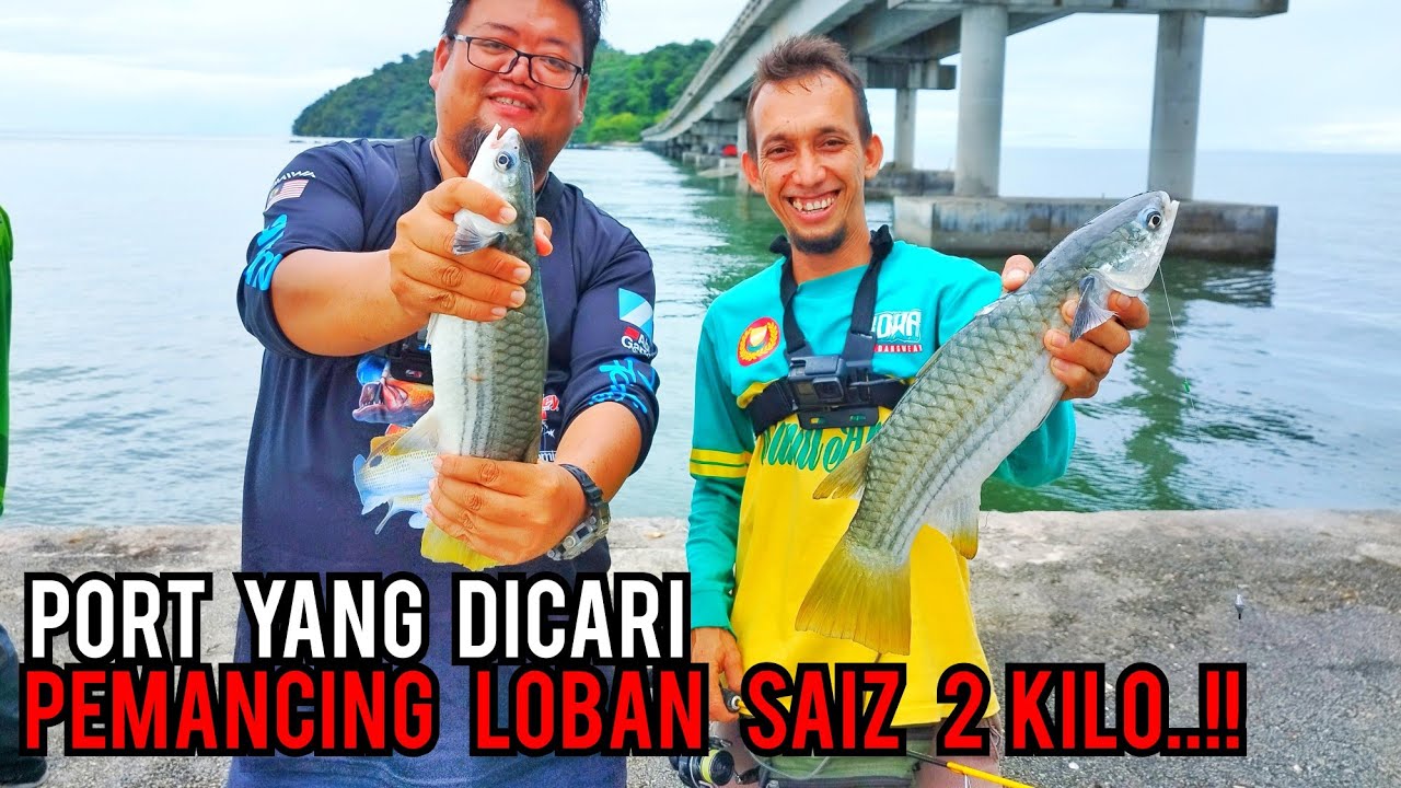 UMPAN RAHSIA ROTI DAN UDANG KERING UNTUK MEMANCING LOBAN DAN TAMOK