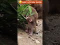 負けるな赤ちゃん猿!転んでも立ち上がる姿に勇気をもらう monpai monyet Baby monkey #babymonkey