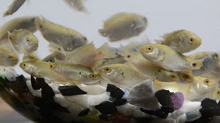 100+ Deshi Koi Fish babies in my Aquarium (Collected from local Pond)