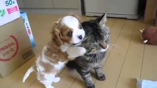 Так мило щенок и кошка Так мило щенок и кошка