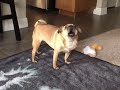 Screaming pug