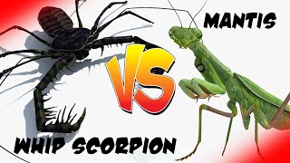 Praying Mantis vs Whip Scorpion - Who Wins? [Epic Bug Battle] [High Definition]