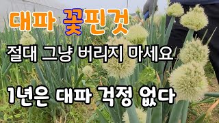 대파  꽃핀것 절대 그냥 버리지 마세요 이렇게 하면 1년 동안 대파 걱정 없다