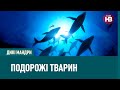 Дикі мандри: подорожі й міграції котів, китів та інших тварин