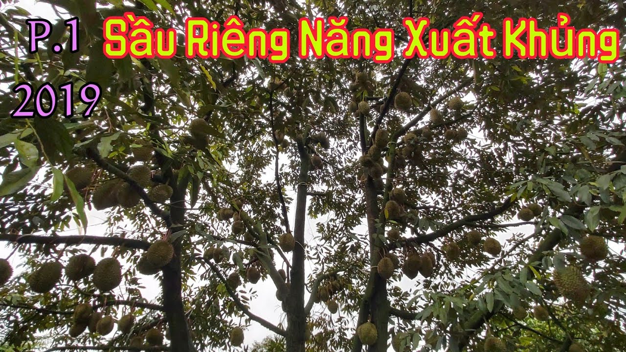P1. SẦU RIÊNG NĂNG SUẤT CỰC CAO VÀ CÁCH ÁP DỤNG. LH : 0965 06 7873