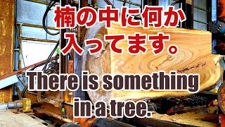 何か入っていた楠・Japan's camphor Tree can't sawing.!!