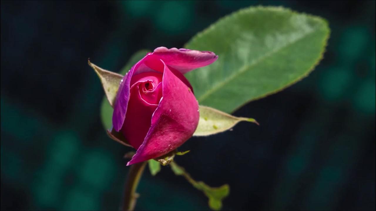 O FRIEND! In the garden of thy heart plant naught but the rose of love